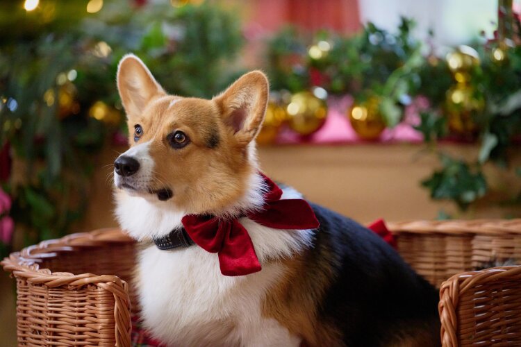 A Royal Corgi Christmas Movie Review: Hallmark Channel 2022